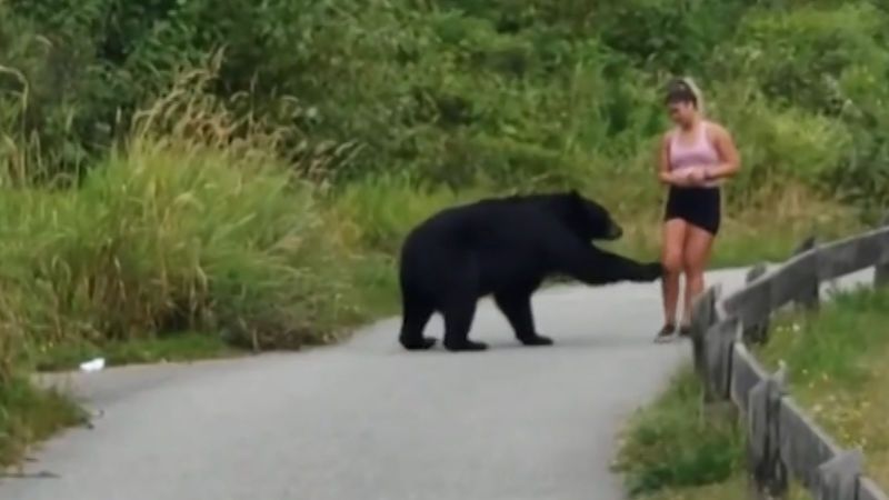 Zvědavý medvěd šťouchnul do běžkyně